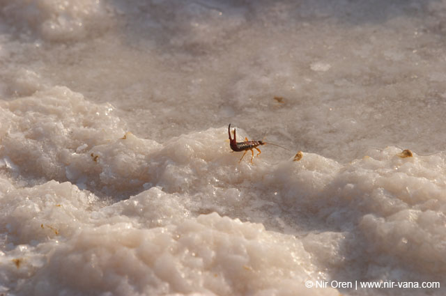 The Dead Sea