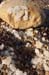 The Dead Sea