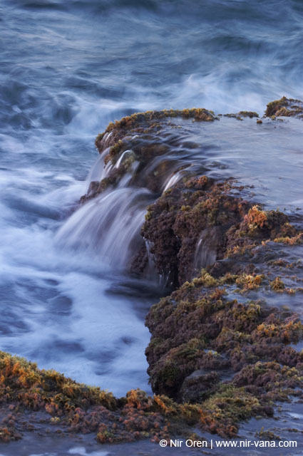 Atlit Beach: Water, Rocks and Lizards