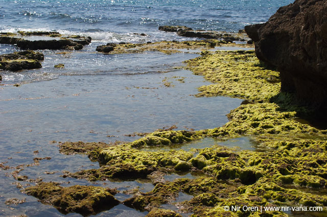 Atlit Beach: Water, Rocks and Lizards