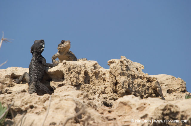 Atlit Beach: Water, Rocks and Lizards