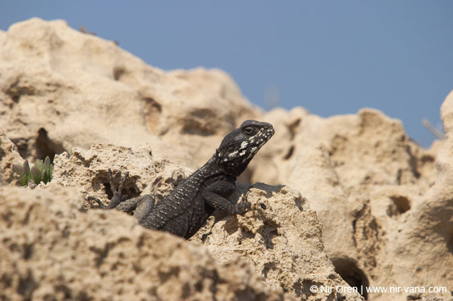 Atlit Beach: Water, Rocks and Lizards