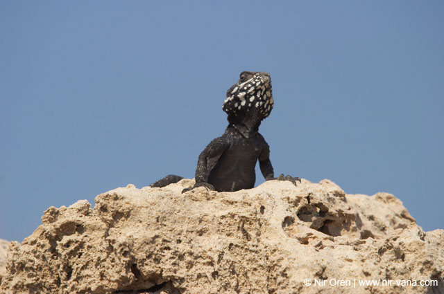 Atlit Beach: Water, Rocks and Lizards