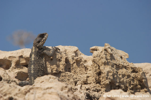 Atlit Beach: Water, Rocks and Lizards