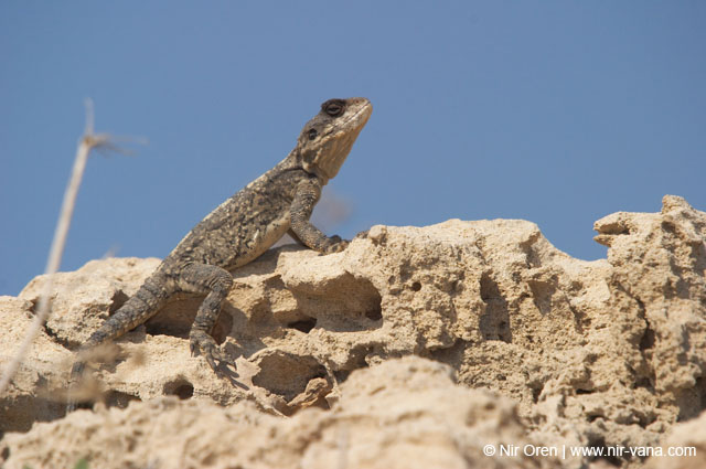 Atlit Beach: Water, Rocks and Lizards