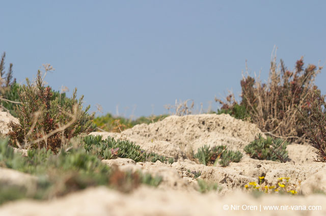 Atlit Beach: Water, Rocks and Lizards