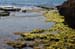 Atlit Beach: Water, Rocks and Lizards