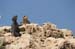 Atlit Beach: Water, Rocks and Lizards