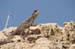 Atlit Beach: Water, Rocks and Lizards