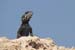 Atlit Beach: Water, Rocks and Lizards