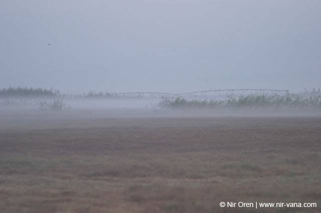 Birds of Passage in Agmon Hachula (A Lake in the Galilee) / October 2004