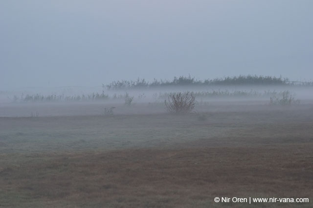 Birds of Passage in Agmon Hachula (A Lake in the Galilee) / October 2004