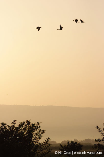 Birds of Passage in Agmon Hachula (A Lake in the Galilee) / October 2004