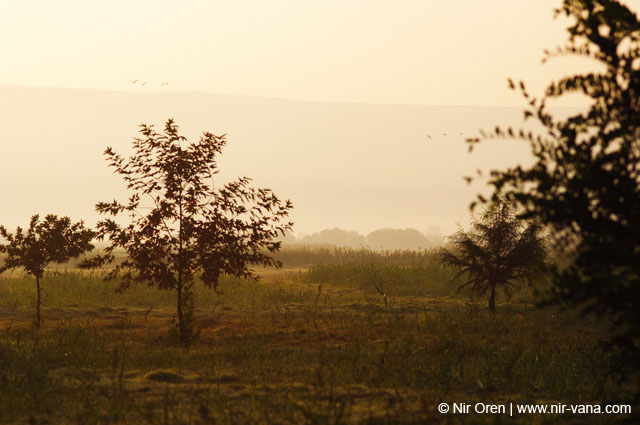 Birds of Passage in Agmon Hachula (A Lake in the Galilee) / October 2004
