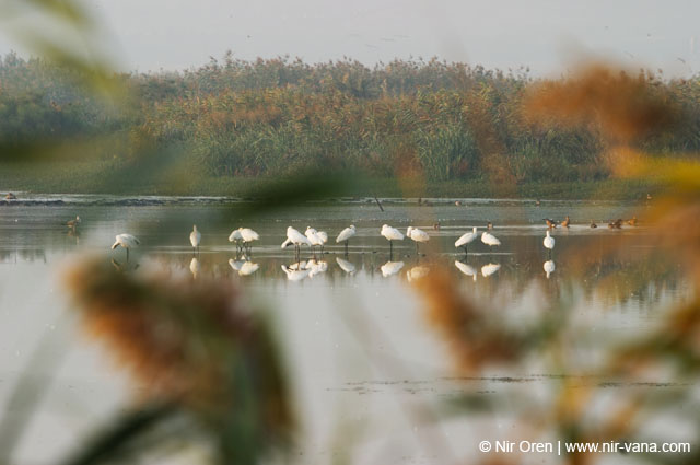 Birds of Passage in Agmon Hachula (A Lake in the Galilee) / October 2004