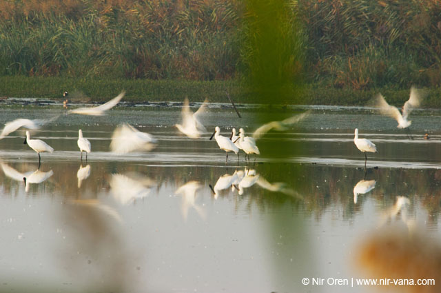 Birds of Passage in Agmon Hachula (A Lake in the Galilee) / October 2004