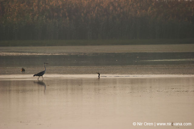 Birds of Passage in Agmon Hachula (A Lake in the Galilee) / October 2004