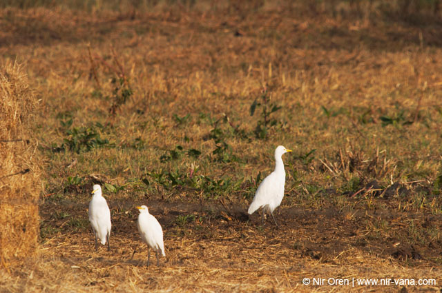 Birds of Passage in Agmon Hachula (A Lake in the Galilee) / October 2004