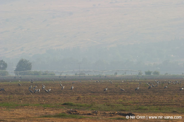 Birds of Passage in Agmon Hachula (A Lake in the Galilee) / October 2004