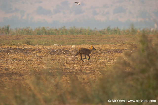 Birds of Passage in Agmon Hachula (A Lake in the Galilee) / October 2004