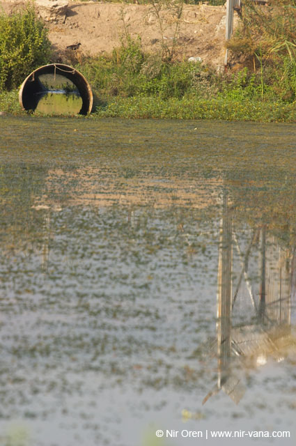 Birds of Passage in Agmon Hachula (A Lake in the Galilee) / October 2004