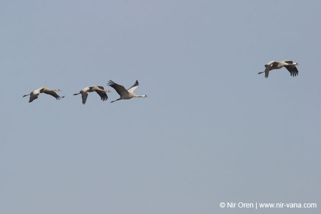 Birds of Passage in Agmon Hachula (A Lake in the Galilee) / October 2004