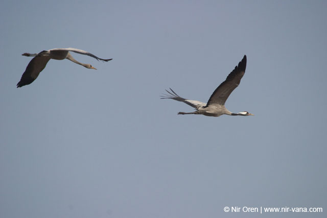 Birds of Passage in Agmon Hachula (A Lake in the Galilee) / October 2004