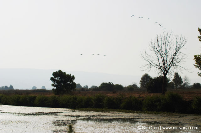 Birds of Passage in Agmon Hachula (A Lake in the Galilee) / October 2004