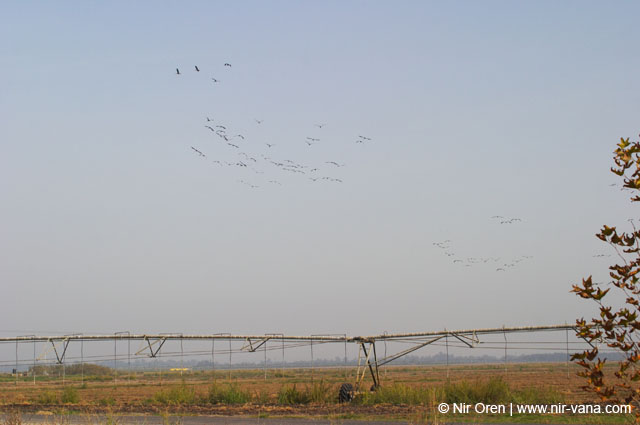 Birds of Passage in Agmon Hachula (A Lake in the Galilee) / October 2004