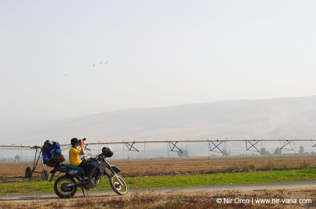 Birds of Passage in Agmon Hachula (A Lake in the Galilee) / October 2004