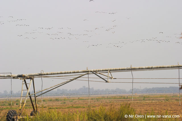 Birds of Passage in Agmon Hachula (A Lake in the Galilee) / October 2004