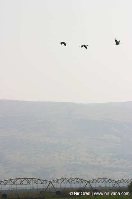 Birds of Passage in Agmon Hachula (A Lake in the Galilee) / October 2004
