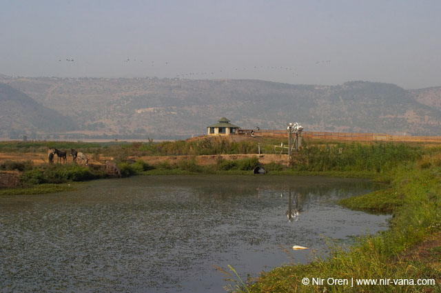 Birds of Passage in Agmon Hachula (A Lake in the Galilee) / October 2004