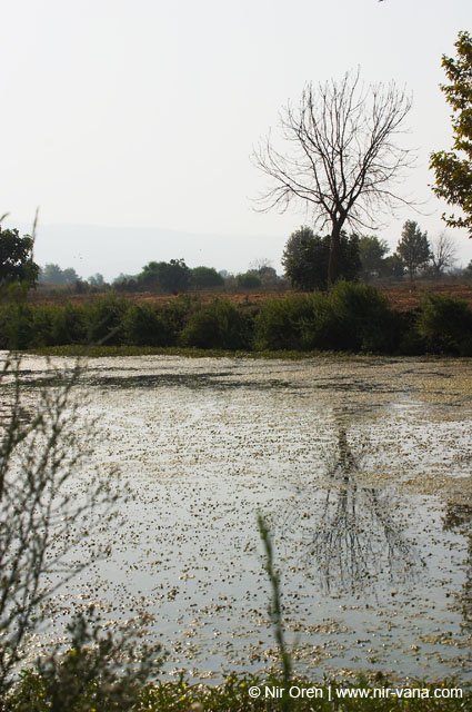 Birds of Passage in Agmon Hachula (A Lake in the Galilee) / October 2004