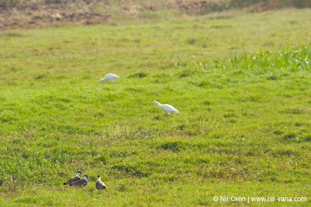 Birds of Passage in Agmon Hachula (A Lake in the Galilee) / October 2004