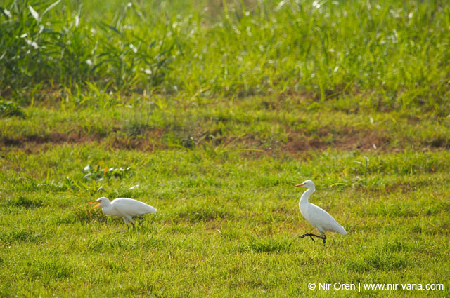 Birds of Passage in Agmon Hachula (A Lake in the Galilee) / October 2004