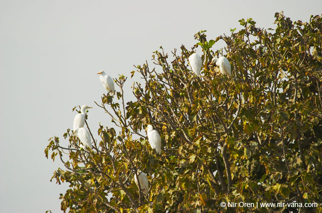 Birds of Passage in Agmon Hachula (A Lake in the Galilee) / October 2004