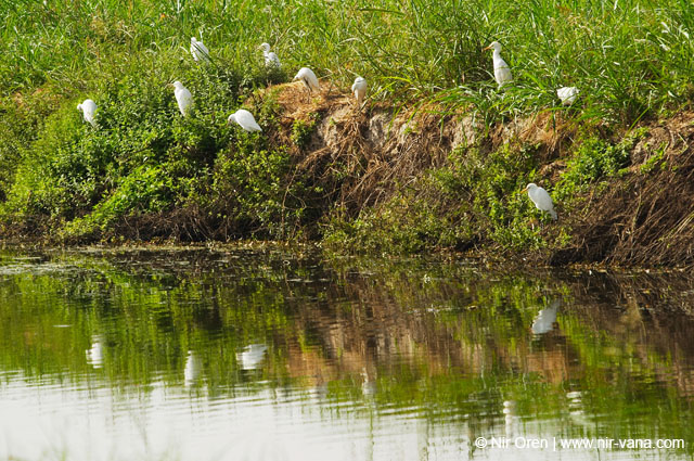 Birds of Passage in Agmon Hachula (A Lake in the Galilee) / October 2004