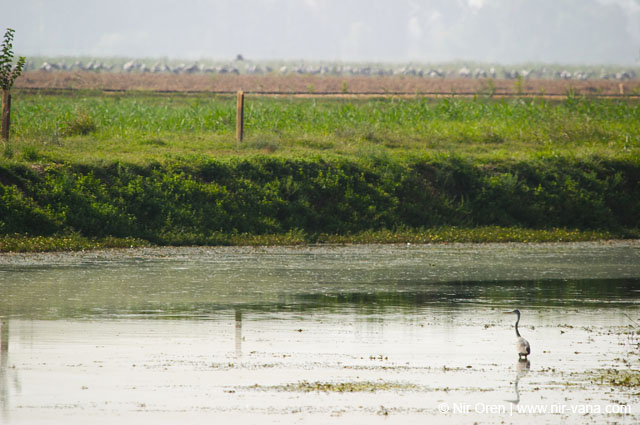 Birds of Passage in Agmon Hachula (A Lake in the Galilee) / October 2004