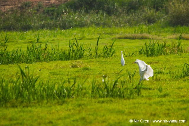 Birds of Passage in Agmon Hachula (A Lake in the Galilee) / October 2004