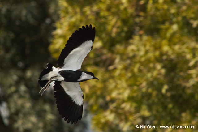 Birds of Passage in Agmon Hachula (A Lake in the Galilee) / October 2004