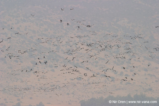 Birds of Passage in Agmon Hachula (A Lake in the Galilee) / October 2004