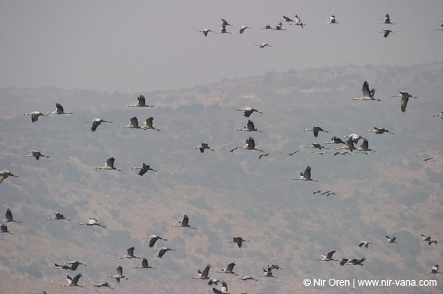 Birds of Passage in Agmon Hachula (A Lake in the Galilee) / October 2004