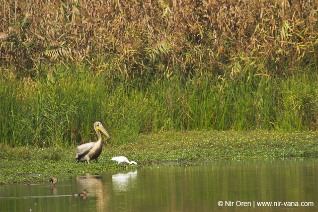 Birds of Passage in Agmon Hachula (A Lake in the Galilee) / October 2004