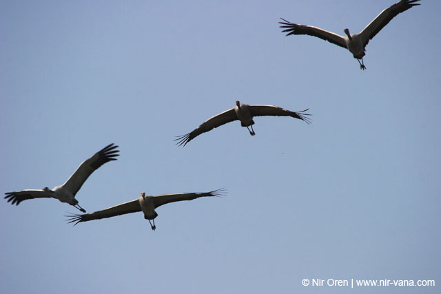 Birds of Passage in Agmon Hachula (A Lake in the Galilee) / October 2004