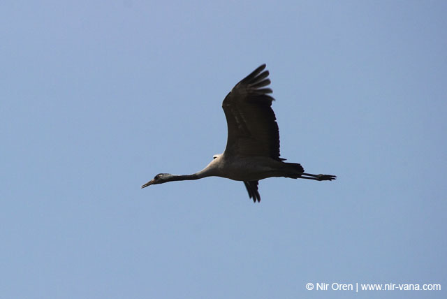 Birds of Passage in Agmon Hachula (A Lake in the Galilee) / October 2004