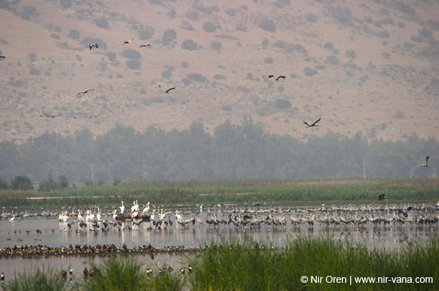 Birds of Passage in Agmon Hachula (A Lake in the Galilee) / October 2004