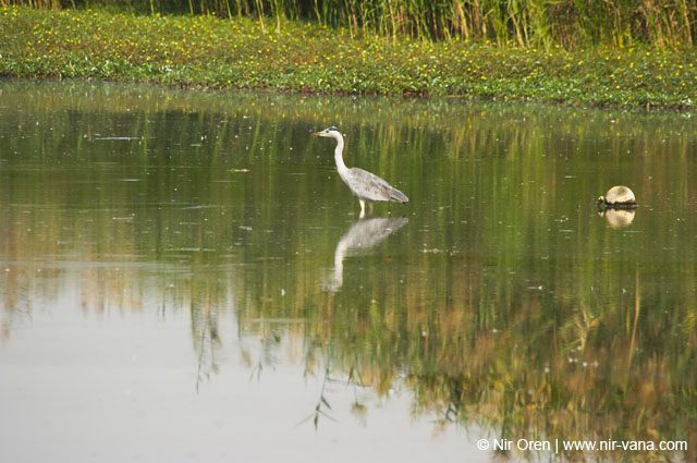 Birds of Passage in Agmon Hachula (A Lake in the Galilee) / October 2004