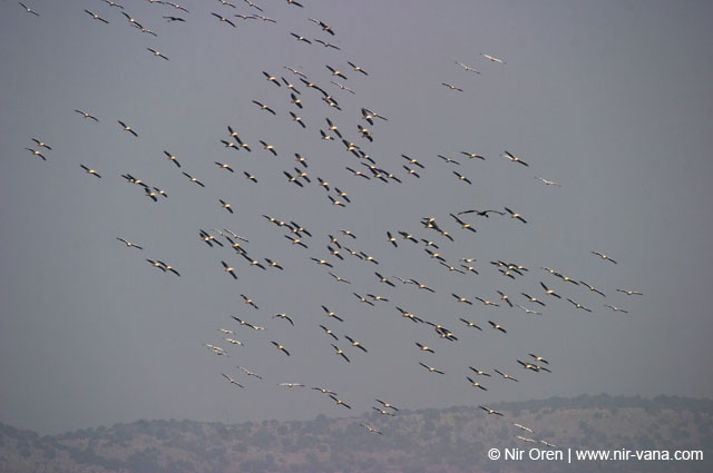 Birds of Passage in Agmon Hachula (A Lake in the Galilee) / October 2004
