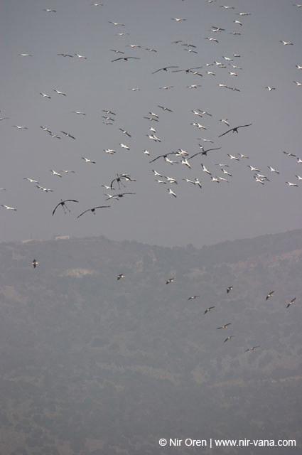 Birds of Passage in Agmon Hachula (A Lake in the Galilee) / October 2004